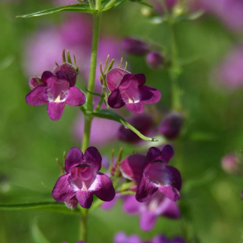 Pike's Peak Purple® Penstemon - Image 3