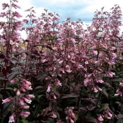 Dark Towers Penstemon