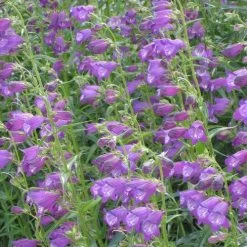 Pike's Peak Purple® Penstemon