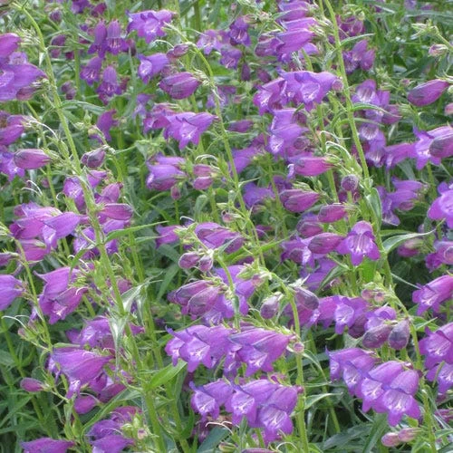 Pike's Peak Purple® Penstemon
