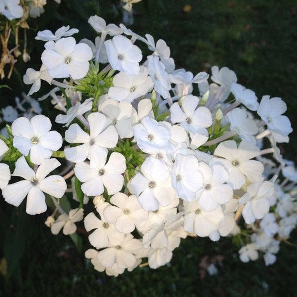 David Garden Phlox - Image 3