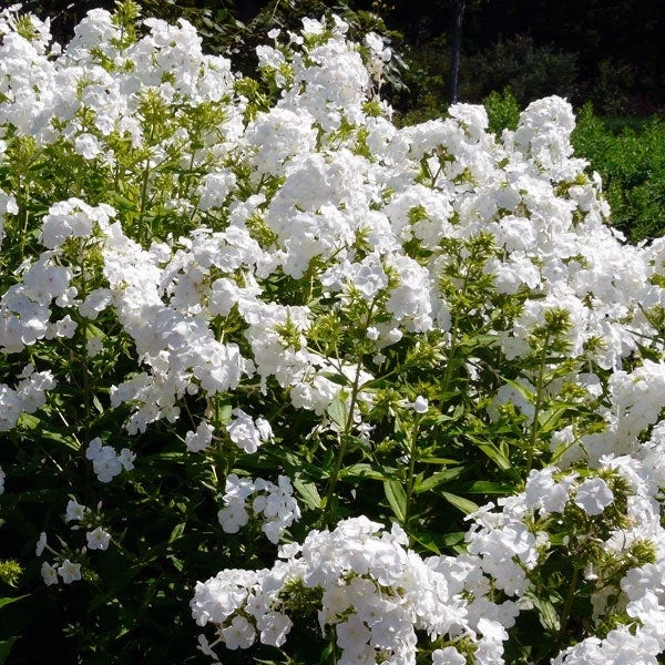 David Garden Phlox - Image 2