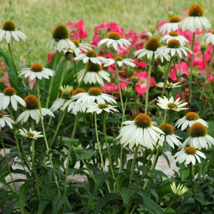 PowWow® White Echinacea - Image 3