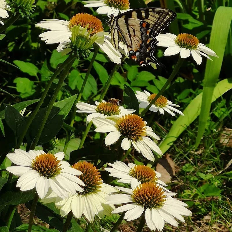 PowWow® White Echinacea - Image 4
