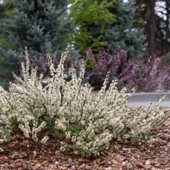 Pawnee Buttes® Sand Cherry (Prunus)