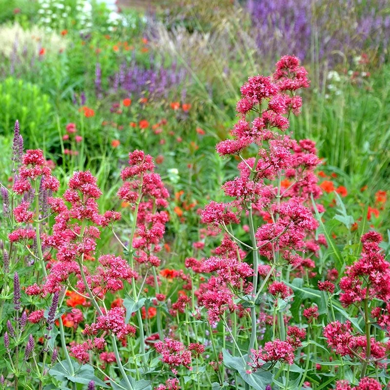 Red Valerian (Centranthus) - Image 2