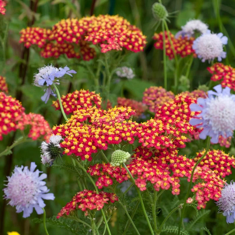 Red Velvet Yarrow - Image 2