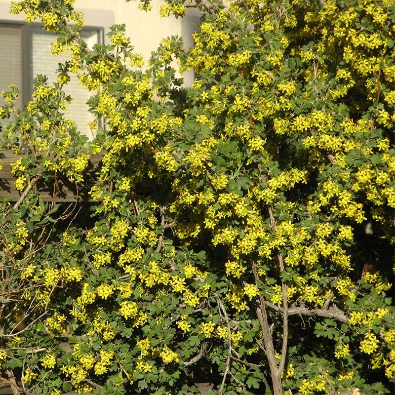 Crandall's Clove Scented Currant (Ribes) - Image 4