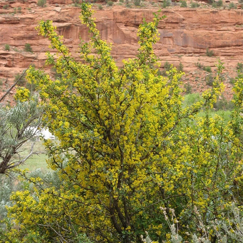 Crandall's Clove Scented Currant (Ribes) - Image 3