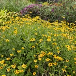 Deam's Black Eyed Susan