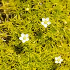 Scotch Moss (Sagina)