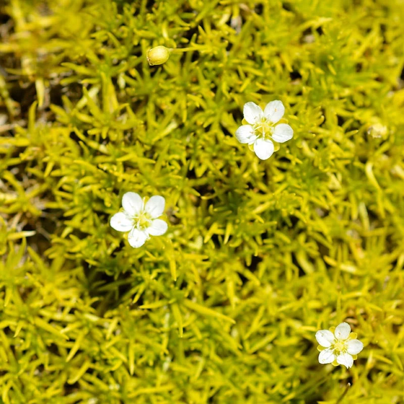 Scotch Moss (Sagina)
