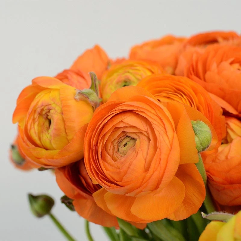 Salmon Ranunculus - Image 2