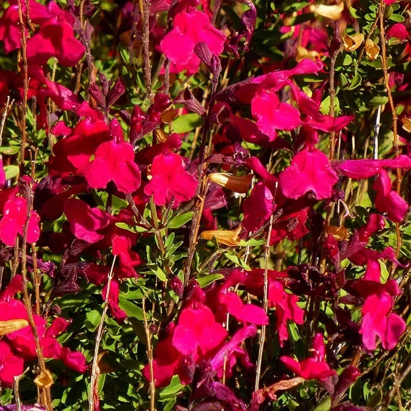 Furman's Red Texas Salvia - Image 2
