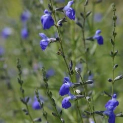 Autumn Sapphire™ Salvia