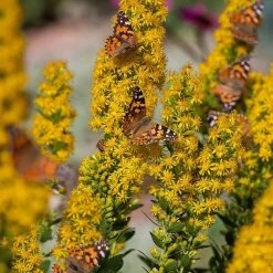 Golden Torch Goldenrod (Wichita Mountains Solidago)