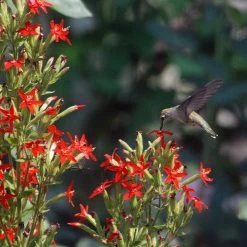 Royal Catchfly (Silene)