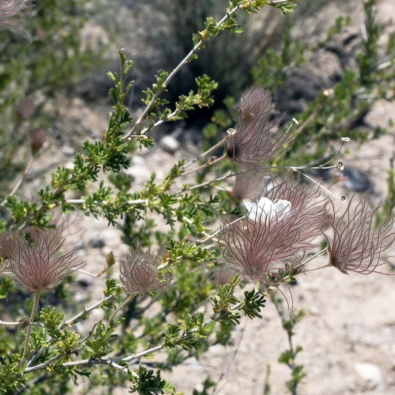 Apache Plume (Fallugia) - Image 6