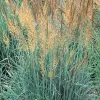 Llano Indian Grass
