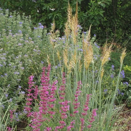 Llano Indian Grass - Image 2