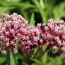 Soulmate Swamp Milkweed