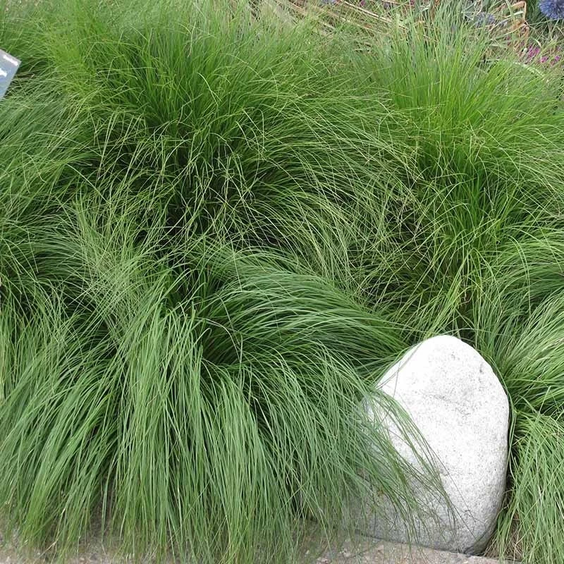 Prairie Dropseed Grass - Image 3