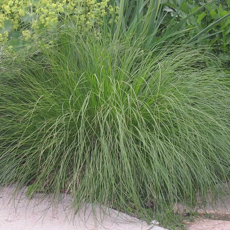 Prairie Dropseed Grass - Image 4