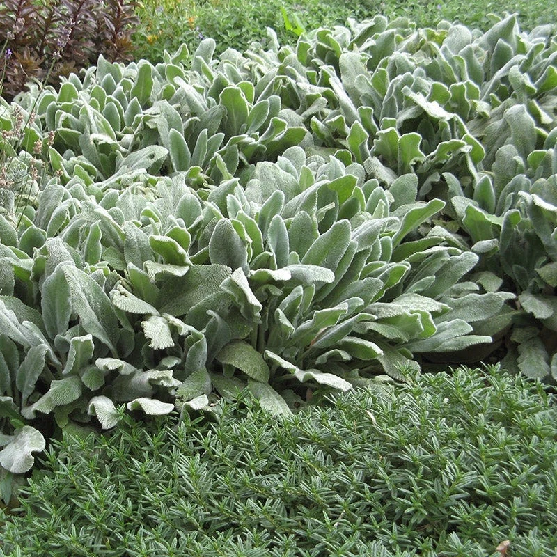 Silver Carpet Lamb's Ear - Image 2