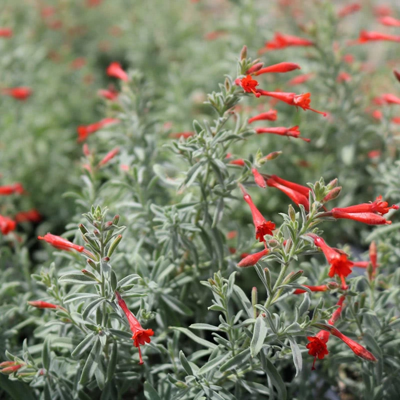 Stardust Hummingbird Trumpet (Zauschneria) - Image 2