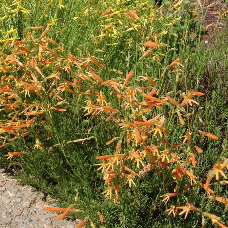 SteppeSuns® Sunset Glow Penstemon - Image 3