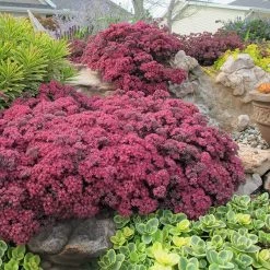 SunSparklerĀ® Dazzleberry Sedum