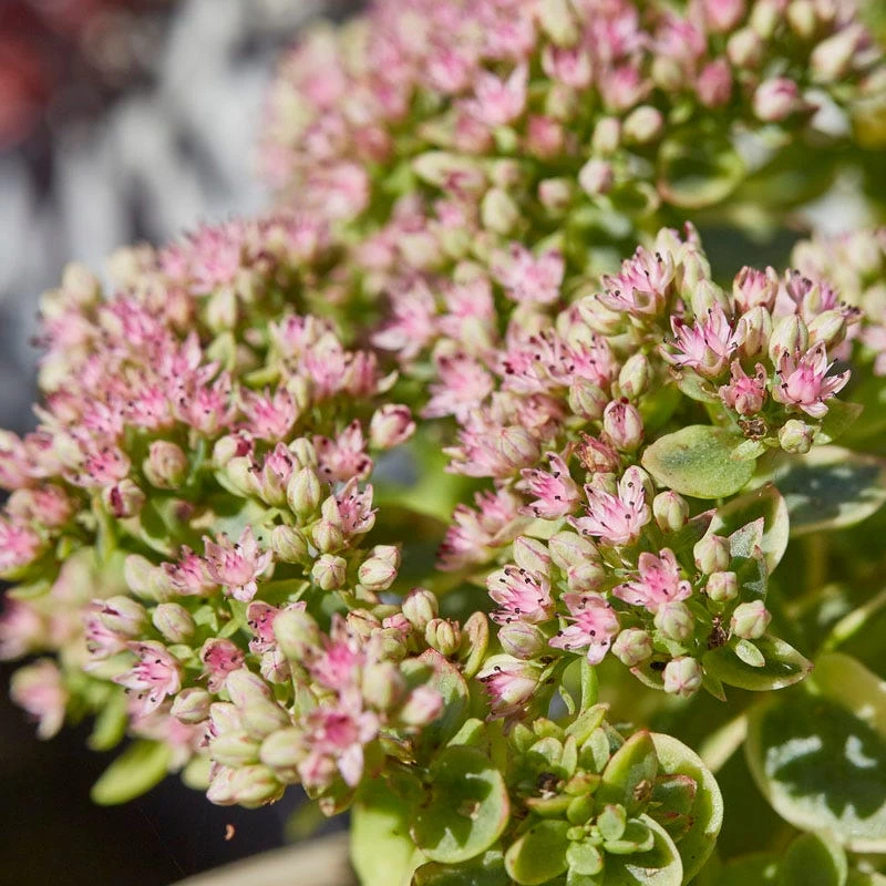 SunSparklerĀ® Lime Twister Sedum