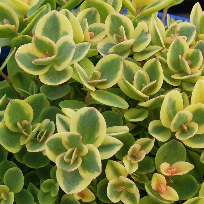 SunSparklerĀ® Lime Twister Sedum - Image 2