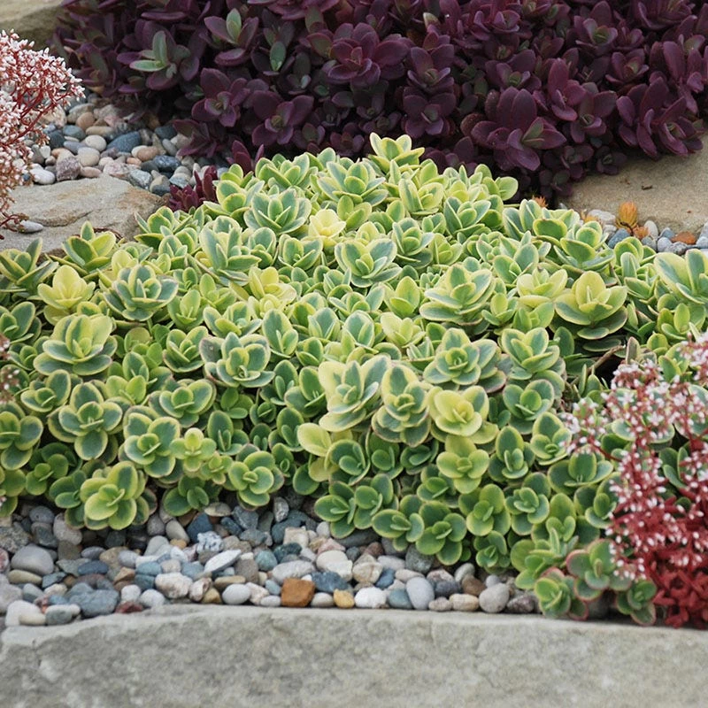 SunSparklerĀ® Lime Twister Sedum - Image 4