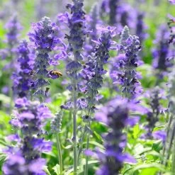 Texas Violet Salvia
