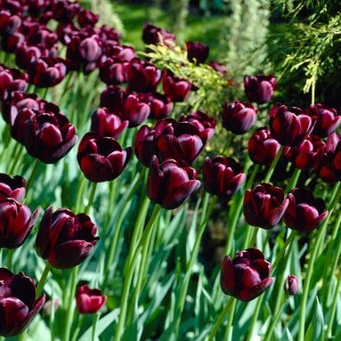 Queen Of The Night Single Late Tulip
