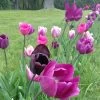Blue Moon Triumph Tulip Mix