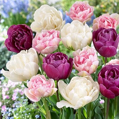 Double Late Tulip Mix - Image 2
