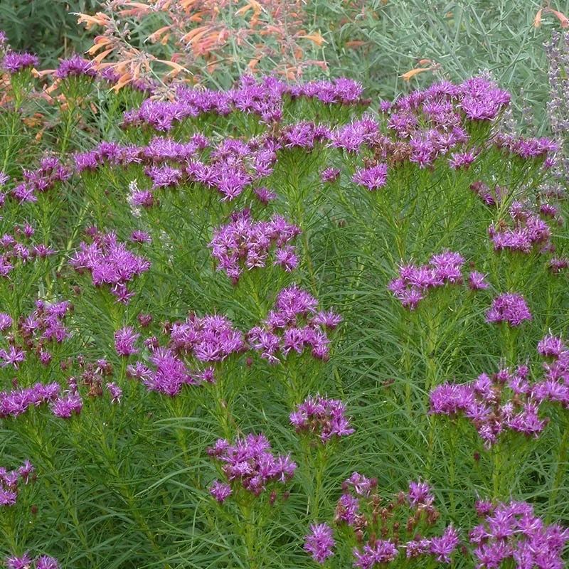 Iron Butterfly Ironweed (Vernonia) - Image 3