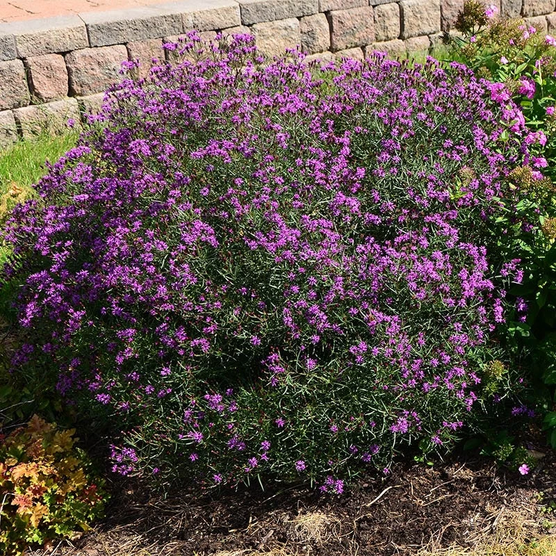Summer's Swan Song Ironweed (Vernonia) - Image 3