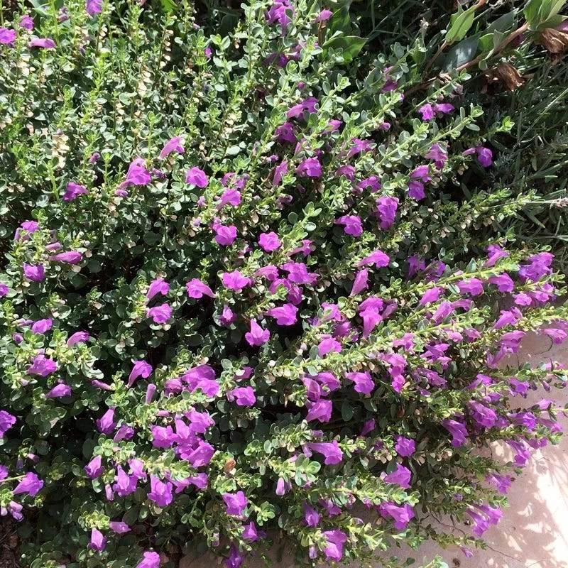 Dark Violet Skullcap (Scutellaria) - Image 2