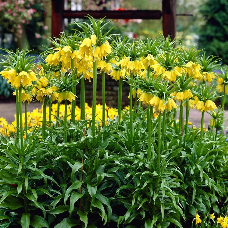 Yellow Crown Imperial - Image 6