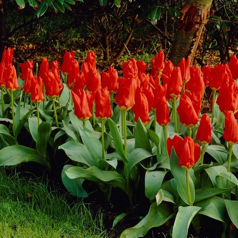 Red Emperor Tulip - Image 6