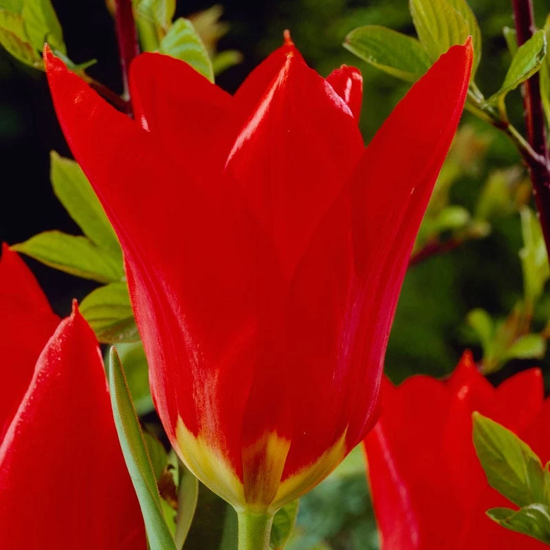 Red Emperor Tulip - Image 2