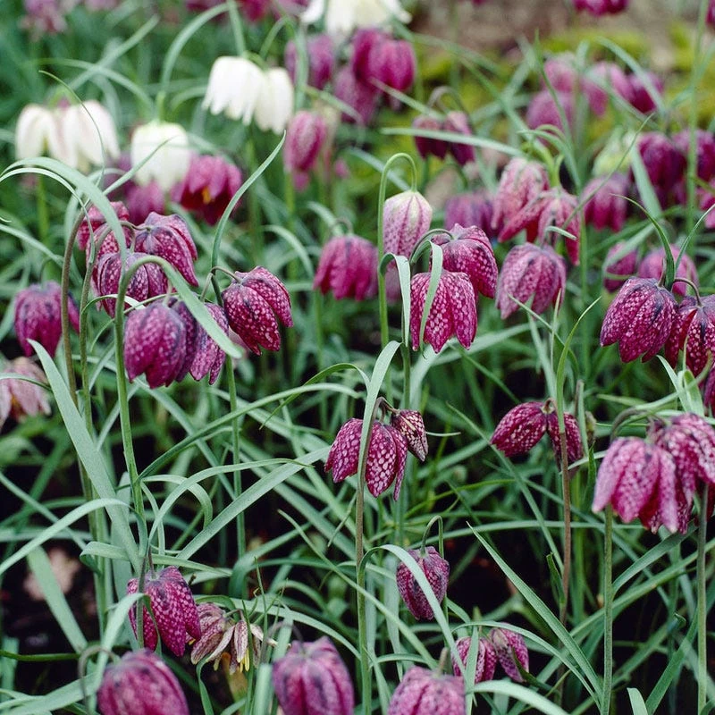 Snake's Head Fritillary - Image 2