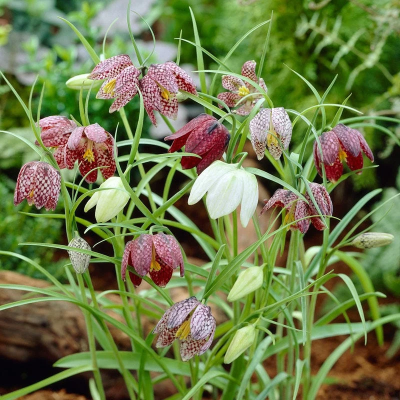 Snake's Head Fritillary - Image 3