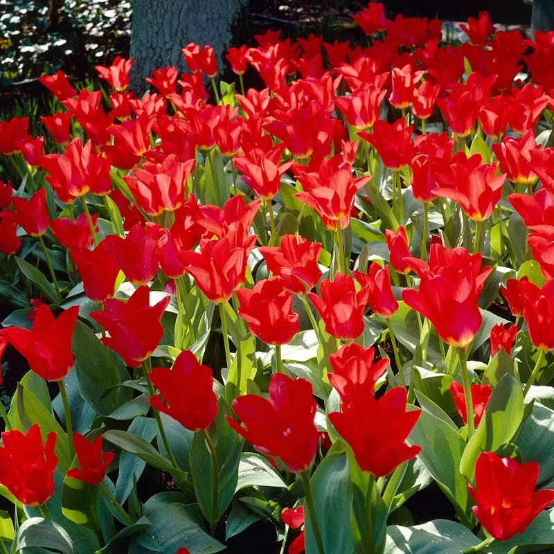 Red Emperor Tulip - Image 4