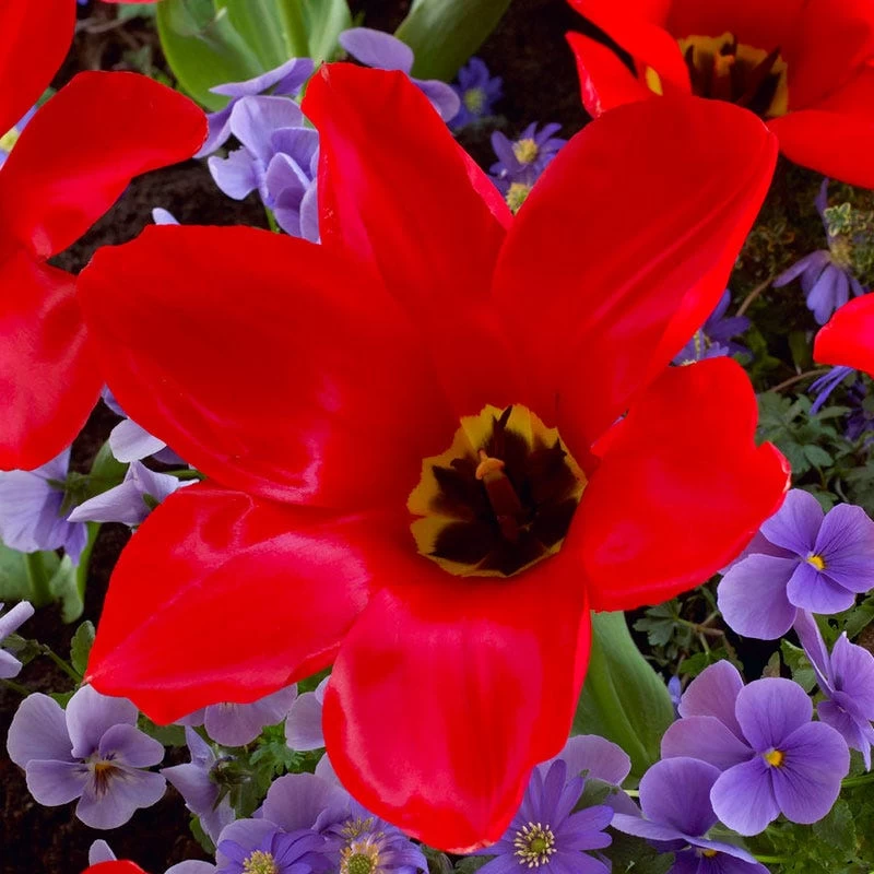 Red Emperor Tulip - Image 3