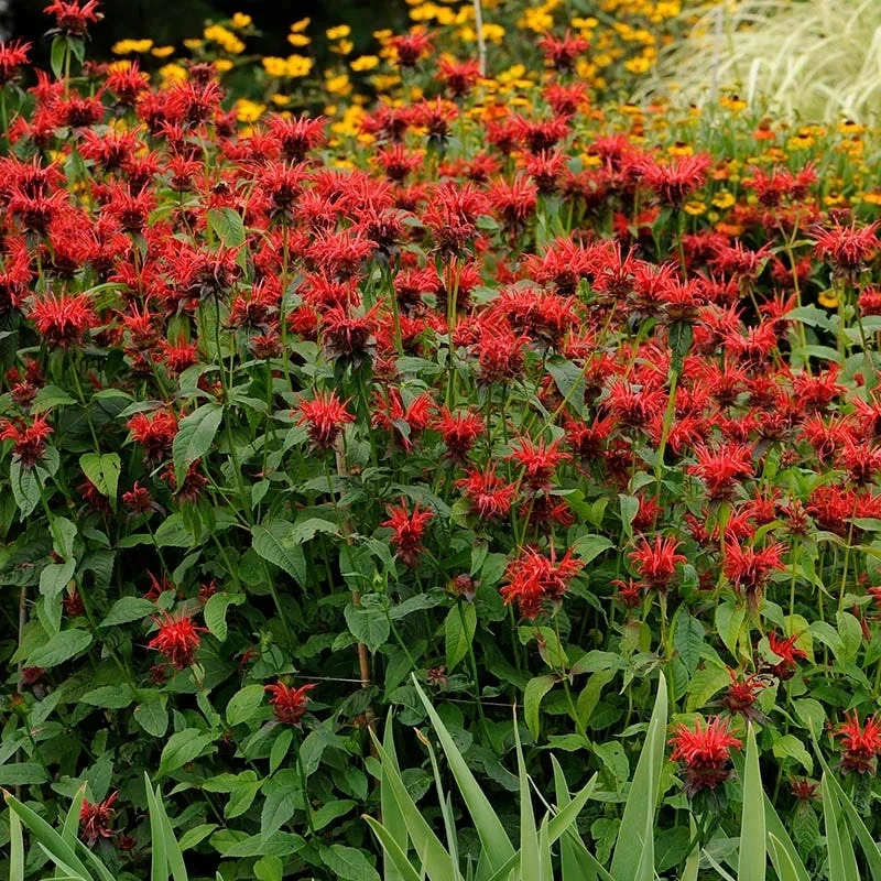 Jacob Cline Bee Balm - Image 3