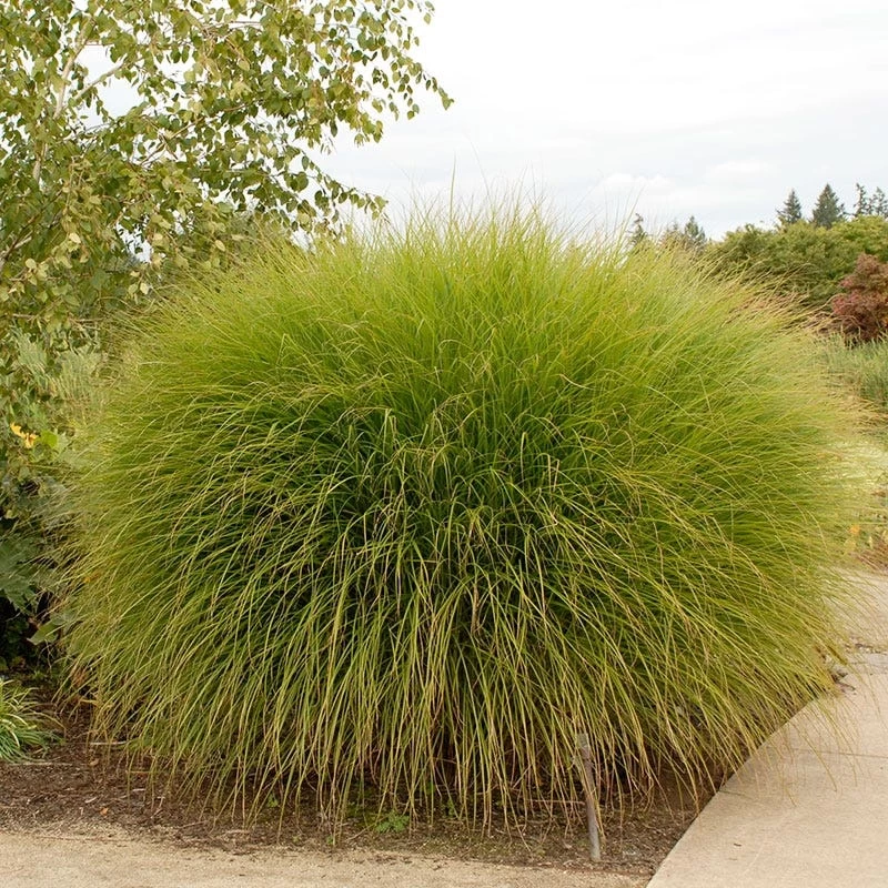 Gracillimus Miscanthus Grass - Image 2
